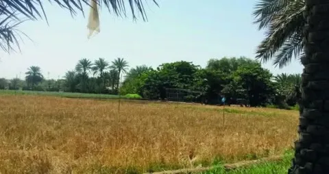 أرض للبيع في المنشيه