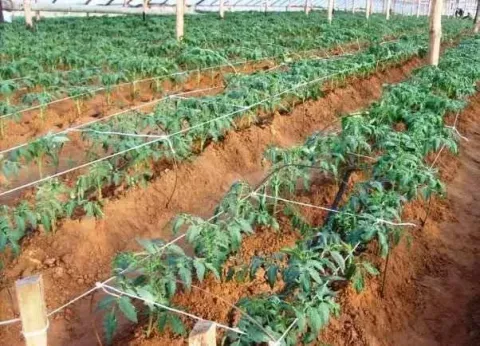 مزرعه لقطه20 فدان فالعياط قريةجرزه محافظة الجيزة مزروعه زيتون
