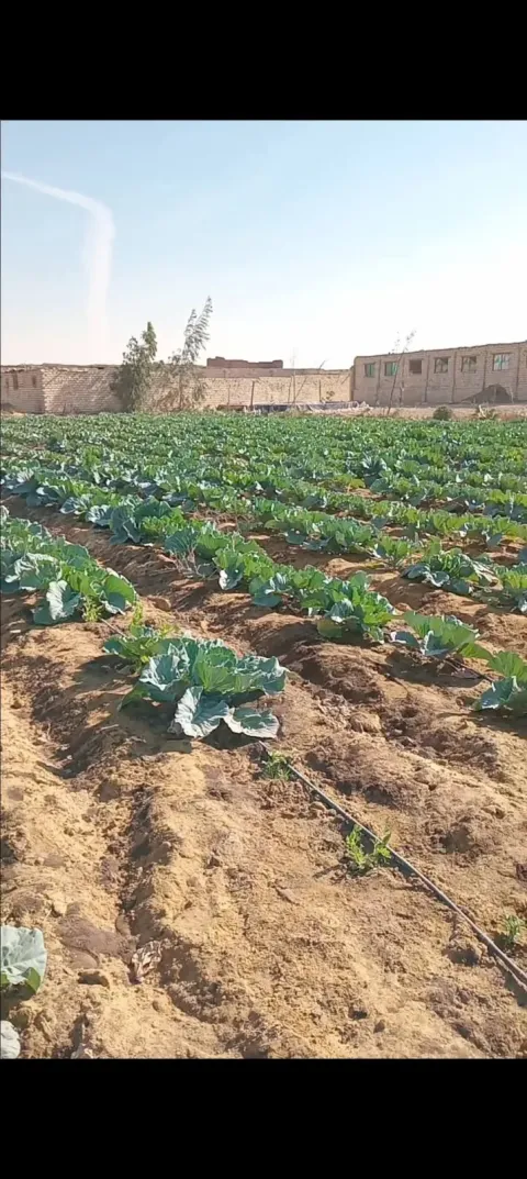 للبيع خمسه فدان ارض ملك مسجلةشهر عقاري فيها مزرعةسمك