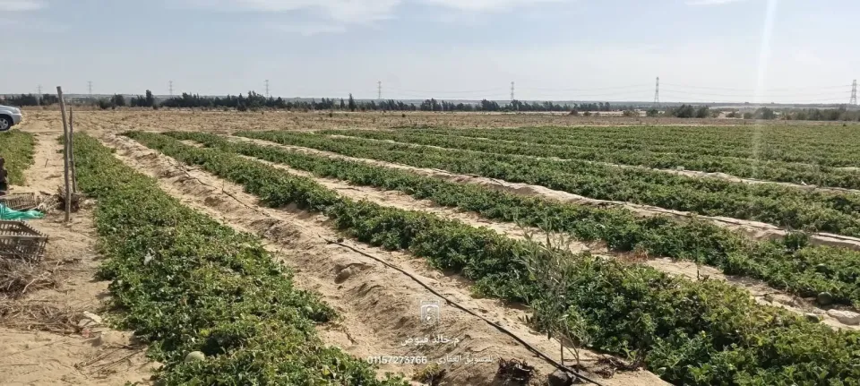 أرض للبيع في وادي النطرون