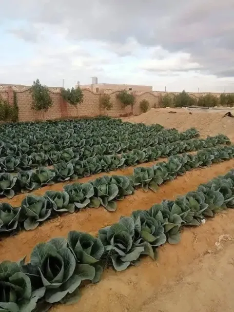 مزرعه 5فدان للبيع محاطه بسور