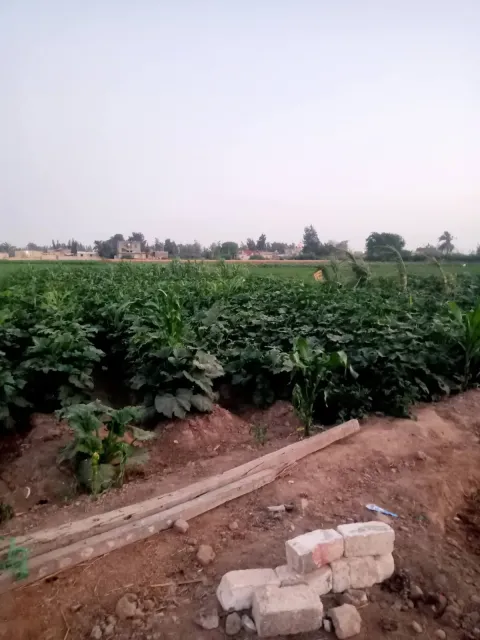 ماشاءالله للبيع نص فدان ملك عقد أزرق مسجل ابو المطامير