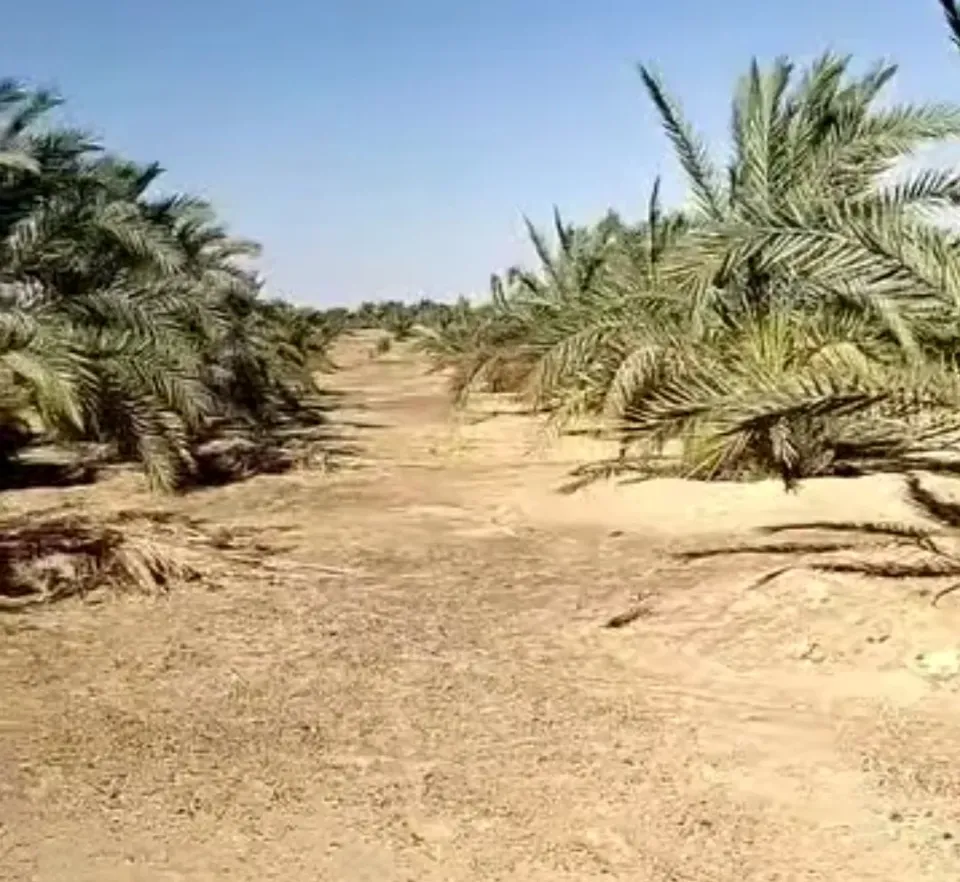 اراضي الواحات موجود 26 فدان في الواحات البحريه