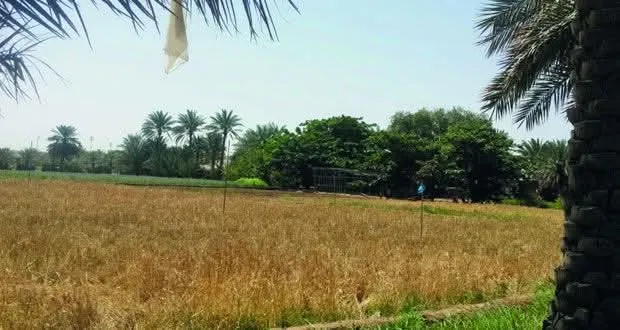أرض للبيع في المنشيه