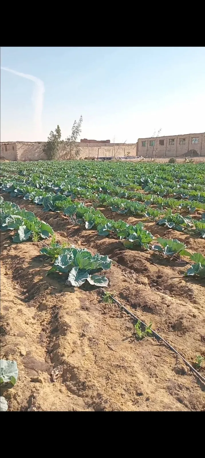 للبيع خمسه فدان ارض ملك مسجلةشهر عقاري فيها مزرعةسمك