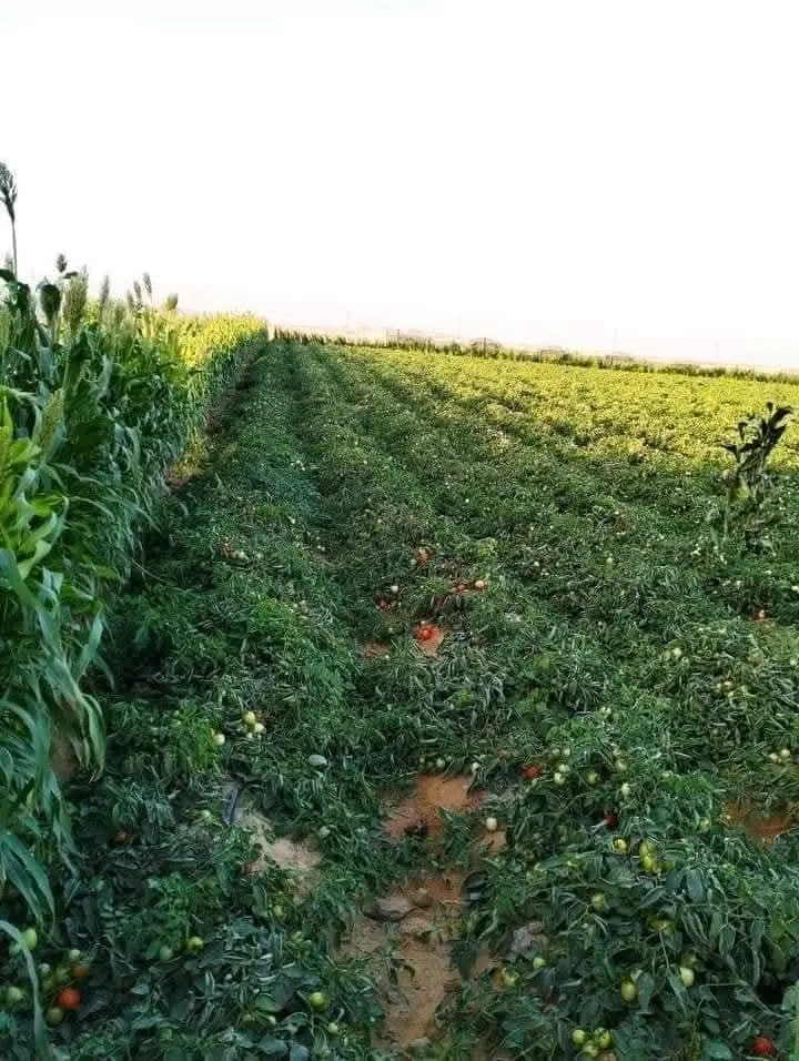 ارض زراعيه للبيـــــع 5 فدان موقع حيوي ومتميز جداااا