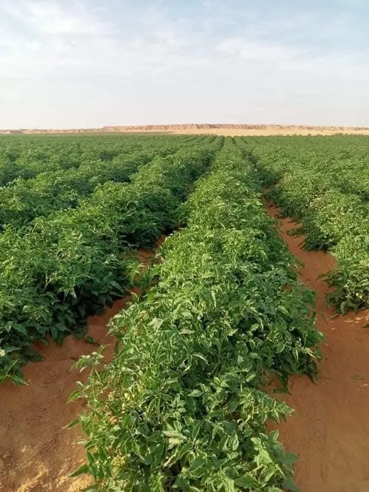 فرصه 10 فدان على الطبطين مباشر مياه24ساعه ببلاش
