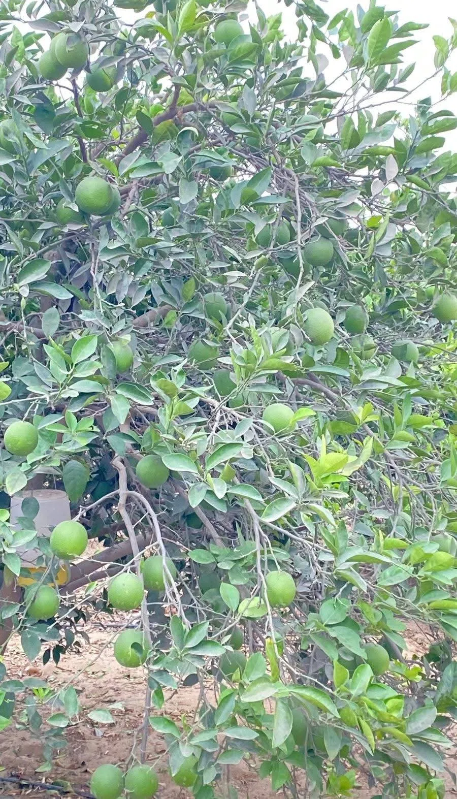 10 فدان مزروعين برتقال منتج سنويًا 🍊